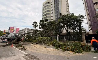 Imagem ilustrativa da imagem Tempestade derruba árvore e deixa moradores sem energia elétrica na Praia da Costa