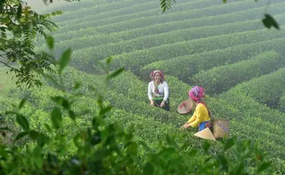 Imagem ilustrativa da imagem Terra, força e elas