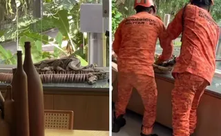 Imagem ilustrativa da imagem Thaila Ayala encontra cobra dentro de casa no Rio e compartilha cenas no Instagram