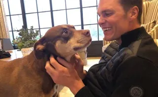 Imagem ilustrativa da imagem Tom Brady revela que clonou cachorra adotada com Gisele Bündchen