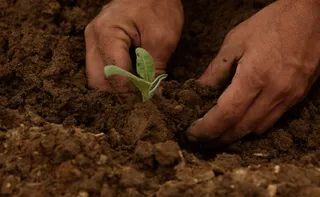 Imagem ilustrativa da imagem Turismo Regenerativo e o novo papel das comunidades de base