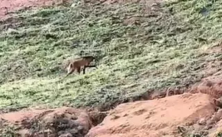 Imagem ilustrativa da imagem VÍDEO | Lobo “Arrascaeta” aparece em cafezal no Caparaó Capixaba