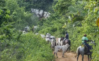 Imagem ilustrativa da imagem Vaqueiro contratado pelo Ibama é morto em terra indígena no Pará
