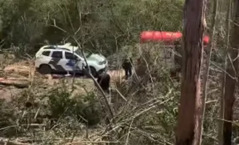 Imagem ilustrativa da imagem Adolescente morre após ser atingido por árvore de eucalipto no Sul do ES