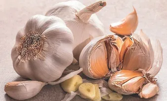 Imagem ilustrativa da imagem Alho fica maior e “livre” de doenças
