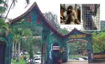 Imagem ilustrativa da imagem Barrigudinho e Bob, macacos ameaçados de extinção, chegam ao Espírito Santo