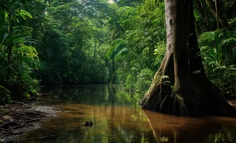 Imagem ilustrativa da imagem COP 30, a hora da verdade