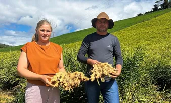 Imagem ilustrativa da imagem Com crescimento de 8%, exportações de gengibre alcançam 50 países em 2025