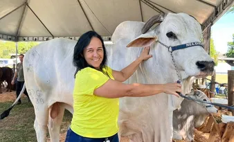 Imagem ilustrativa da imagem Criado em pastos do ES, gado "zero dentes" faz sucesso no exterior