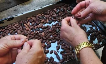 Imagem ilustrativa da imagem Curso ensina produtores de Iconha a gerar renda com derivados do cacau