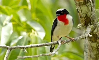 Imagem ilustrativa da imagem Parque para proteger ave mais rara do País em Vargem Alta