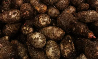 Imagem ilustrativa da imagem Produção de inhame cresce no Espírito Santo