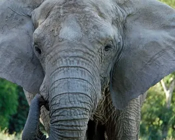 Imagem ilustrativa da imagem Elefanta morre 5 meses após ser transferida de zoológico a santuário em Mato Grosso