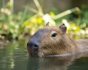 Imagem ilustrativa da imagem Psicóloga é atacada por capivara durante mergulho em SC: ‘Medo de não sobreviver’
