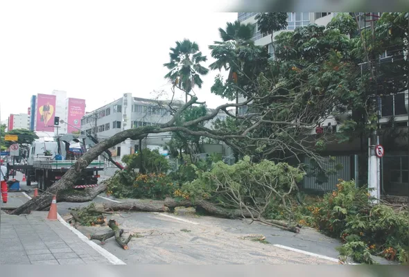 Árvore caída na avenida Hugo Musso, na Praia da Costa, deixou moradores de 50 imóveis sem energia elétrica