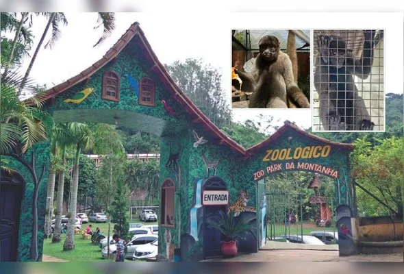 Zoológico em Marechal Floriano é o novo lar dos macacos-barrigudos Bob e Barrigudinho