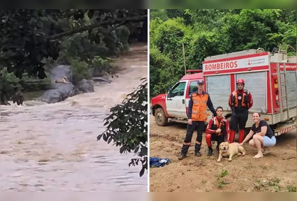Cachorra Athena ficou ilhada em uma pedra após cair no rio. Ela foi resgatada pelo Corpo de Bombeiros
