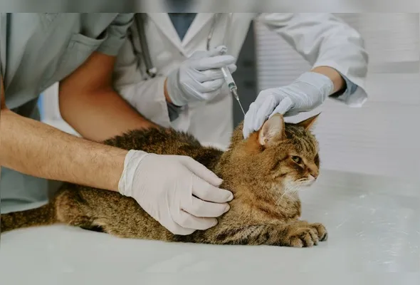 Linhares recebe Carretão do Programa Estadual de Bem-Estar Animal para vacinação e castração dos pets de quinta-feira (27) a sábado (28) e na segunda-feira (1º) e terça-feira (2)