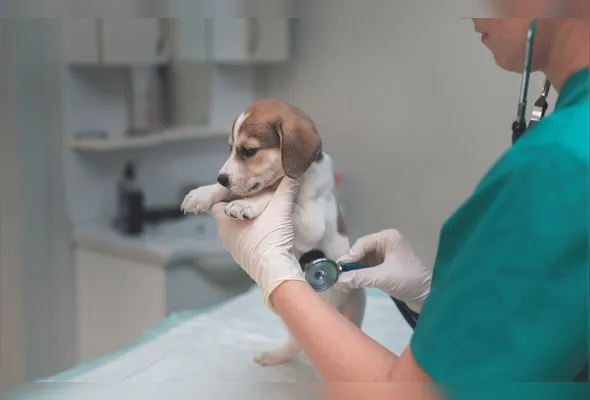 Filhote de cão durante atendimento com veterinário