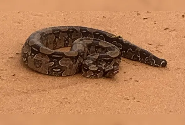 Imagem ilustrativa da imagem Cobras aparecem em praia da Serra