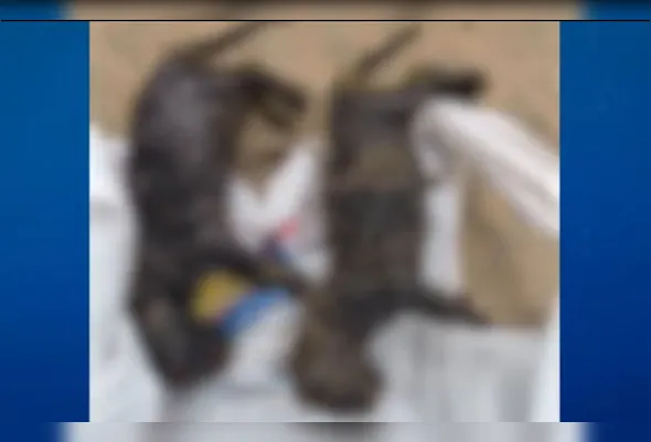 Filhotes de gatos encontrados mortos no valão