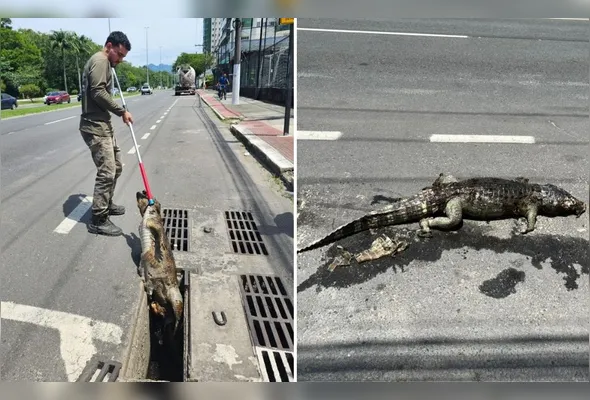 Segundo informações do Programa Caiman, que realizou o resgate, o animal estava em avançado estado de decomposição