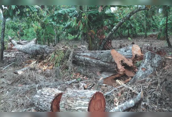 Corte de árvores na Mata Atlântica deixa de precisar de uma autorização de órgão ambiental em alguns casos