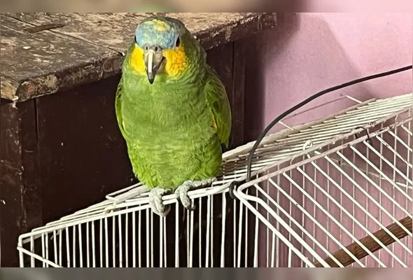 Imagem ilustrativa da imagem Polícia fecha rinha de galo e apreende 37 aves vítimas de maus-tratos em Vila Velha