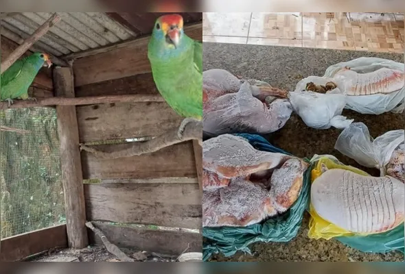 Operação ocorreu na localidade de São João do Moacir, em Governador Lindenberg, após uma denúncia anônimo