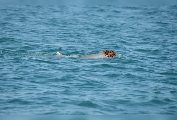 Cenas foram registradas por cientistas do Departamento de Biodiversidade, Conservação e Atrações (DBCA), na região do Arquipélago de Dampier, próximo à Península de Burrup