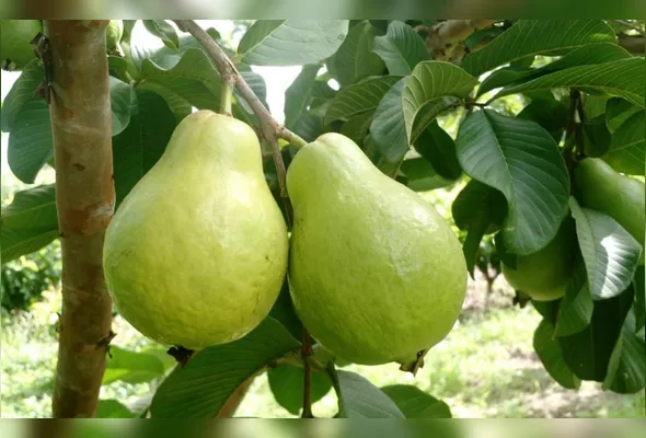 Supergoiabas de Santa Teresa na árvore: mais polpa e durabilidade do que a fruta convencional
