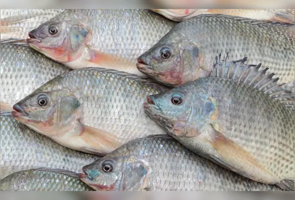Imagem ilustrativa da imagem Tilápia entra na lista de espécies exóticas. Entenda o que muda