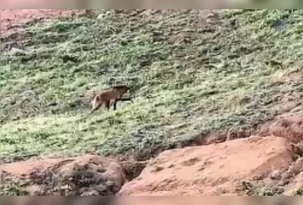 Imagem ilustrativa da imagem VÍDEO | Lobo “Arrascaeta” aparece em cafezal no Caparaó Capixaba