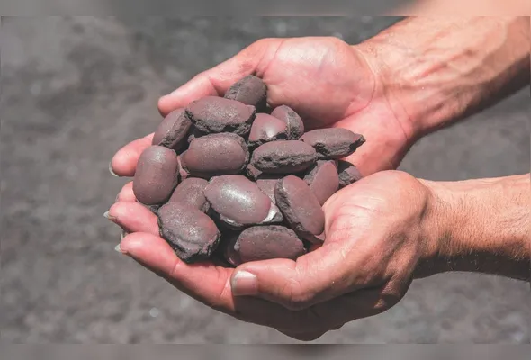 Mão cheia de pelotas de HBI, produção que requer queda no preço do gás e, por isto, a Vale deixou de planejar diretamente seu investimento