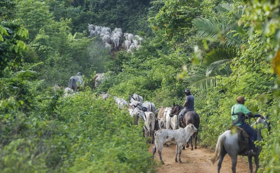 Vaqueiro é assassinado durante operação de retirada de invasores em terra indígena no Pará