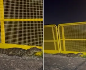 Imagem ilustrativa da imagem VÍDEO | Jacaré é flagrado 'dando passeio' em Jardim Camburi