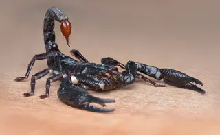 Imagem ilustrativa da imagem 7 locais da casa que viram abrigo de escorpiões e exigem atenção redobrada