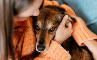 Imagem ilustrativa da imagem A perversão banalizada e o horror dos dias