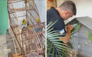Imagem ilustrativa da imagem Ação conjunta resgata 16 aves mantidas ilegalmente em Vila Velha