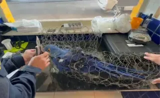 Imagem ilustrativa da imagem Arara-azul amarrada em arame é encontrada em porta-malas e morre no Piauí