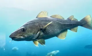 Imagem ilustrativa da imagem Bacalhau é um peixe? Entenda a origem do prato favorito da Páscoa