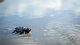Imagem ilustrativa da imagem Berçário no Janga: 165 tartarugas-de-pente nascem na Praia da Enseadinha