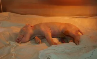 Imagem ilustrativa da imagem Brasileiros clonam 1º porco em projeto para transplante de órgãos suínos em humanos