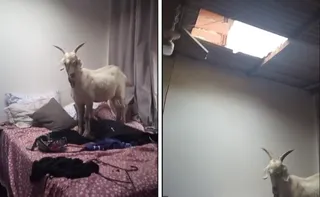 Imagem ilustrativa da imagem Cabra sobe em telhado, cai e vai parar em cima da cama de uma casa em Cariacica