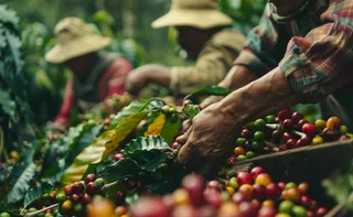 Imagem ilustrativa da imagem Café e o preço da volatilidade