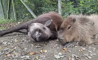Imagem ilustrativa da imagem Capivara e anta brasileira, amigas, são sacrificadas em zoo na Inglaterra