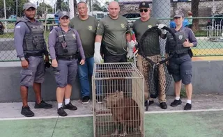 Imagem ilustrativa da imagem Capivara é resgatada em praça do bairro André Carloni, na Serra