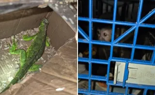 Imagem ilustrativa da imagem Capixabas são presos transportando animais silvestres em porta-malas no RJ