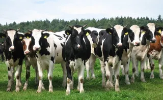 Imagem ilustrativa da imagem China confirma surtos de febre aftosa em 219 animais no país