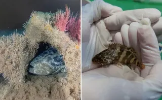 Imagem ilustrativa da imagem Conceição da Barra oficializa peixe mero como símbolo municipal